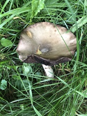 Agaricus