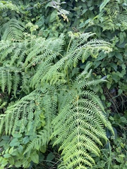 Pteridium tauricum
