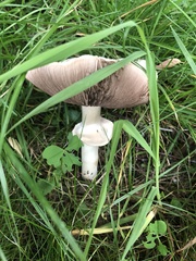 Agaricus