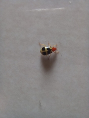 Gynandrobrotica