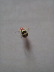 Gynandrobrotica