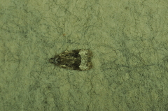 Apotomis funerea