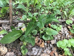 Tracheophyta
