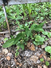 Tracheophyta