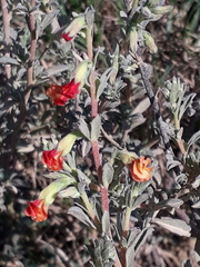 Hermannia diversistipula diversistipula