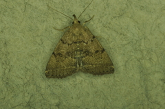 Zanclognatha dentata