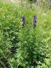 Aconitum tauricum