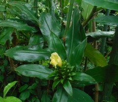 Costus villosissimus image