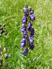 Aconitum tauricum