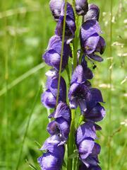 Aconitum tauricum