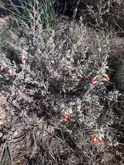 Hermannia diversistipula diversistipula