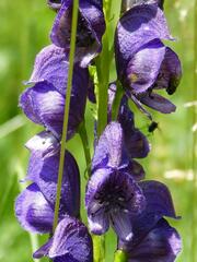 Aconitum tauricum