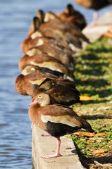 Dendrocygna autumnalis