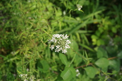 Lysimachia pentapetala