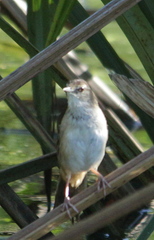 Bradypterus baboecala