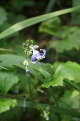 Clematis heracleifolia