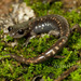 Gadow's False Brook Salamander - Photo (c) victor_jimenez_arcos, some rights reserved (CC BY-NC-ND), uploaded by victor_jimenez_arcos