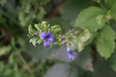 Clematis heracleifolia