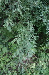 Indigofera bungeana
