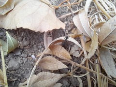 Iberoformica subrufa