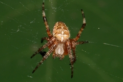 Araneus diadematus