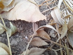 Iberoformica subrufa