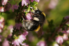Bombus
