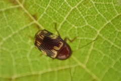 Cryptocephalus badius