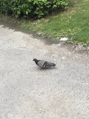 Columba livia domestica