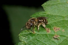 Halictus