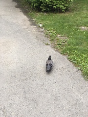 Columba livia domestica