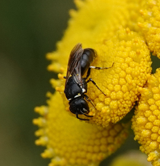 Hylaeus nigritus