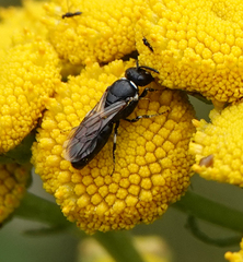 Hylaeus nigritus