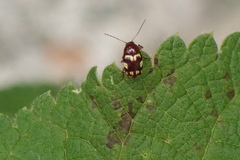 Cryptocephalus badius