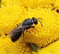 Hylaeus nigritus