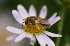 Colletes