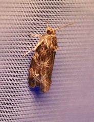 Phaecasiophora confixana