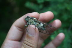 Hyalessa maculaticollis
