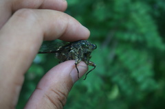 Hyalessa maculaticollis