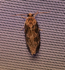 Phaecasiophora confixana