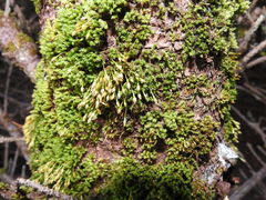 Ulota crispa