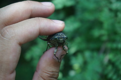 Hyalessa maculaticollis