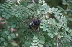 Hyalessa maculaticollis