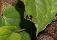 Aulacocheilus doriae