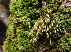 Ulota crispa
