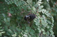Hyalessa maculaticollis
