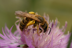 Halictus
