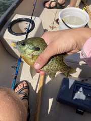 Lepomis auritus × macrochirus