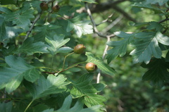 Crataegus pinnatifida