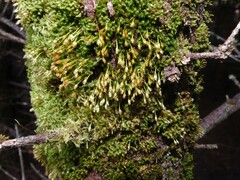 Ulota crispa